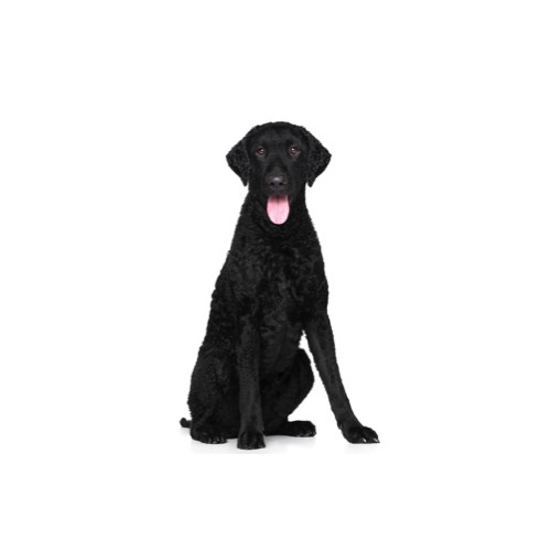 CurlyCoated Retriever Puppies Petland Pickerington